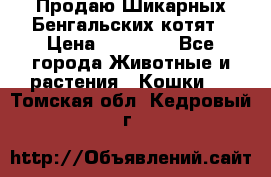 Продаю Шикарных Бенгальских котят › Цена ­ 17 000 - Все города Животные и растения » Кошки   . Томская обл.,Кедровый г.